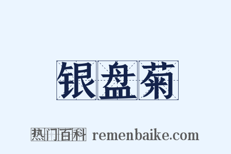 银盘菊是什么意思的图片